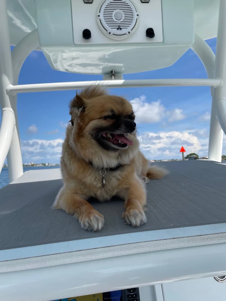 dog