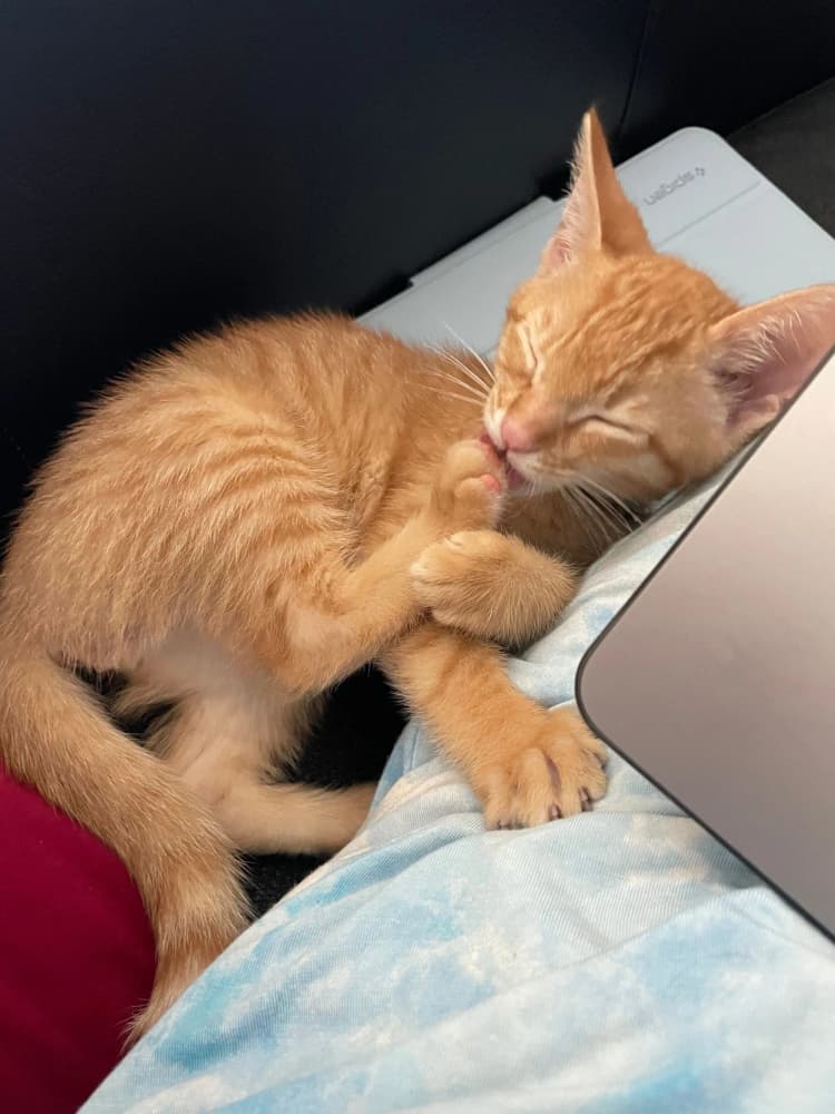 cat