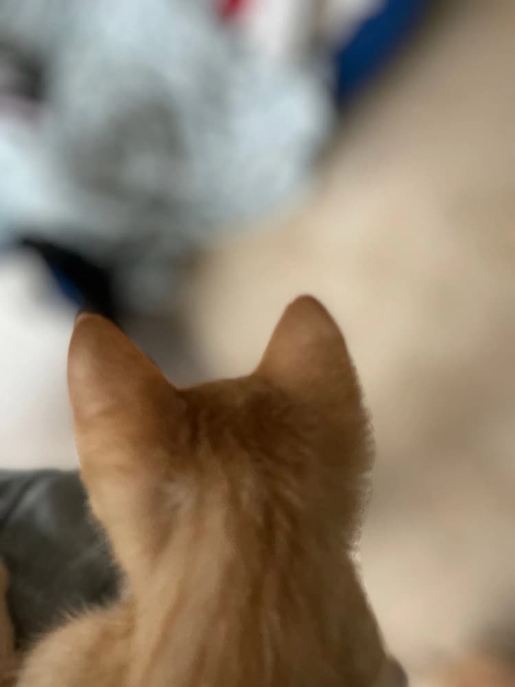 cat