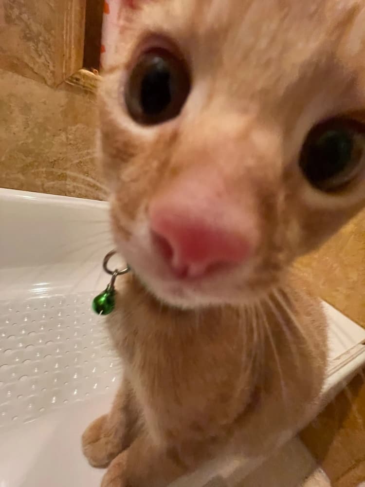 cat